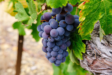 Wein Reben Trauben