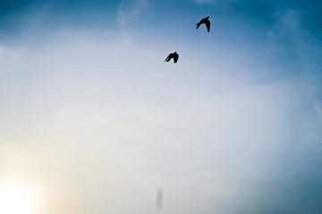 Amazing flight of Pigeons, twin doves trying to compete with each other
