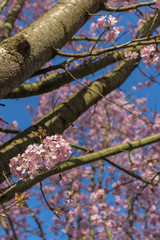 Trees with pink blossom showing the arrival of new life and spring