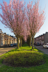 Trees with pink blossom showing the arrival of new life and spring
