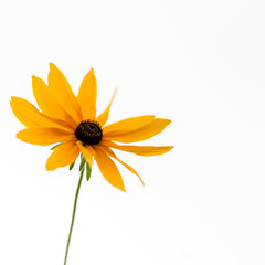 Yellow daisy flower on the white background. Soft, gentle, airy, elegant artistic image.