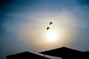 Amazing flight of two Pigeons, twin doves making a perfect move