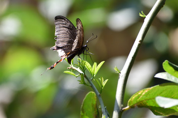 Eastern Tiger Swallowtail Butterflies, Black Butterflies, Swallowtail butterflies