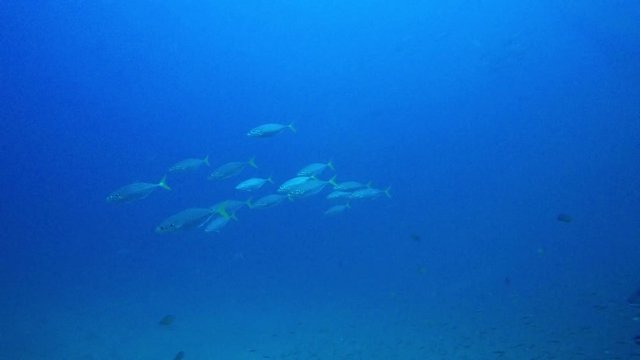 Shoal of sardines fish and mackerels 