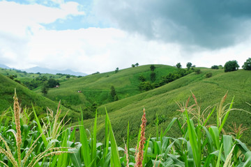 the mountains that full of corn field