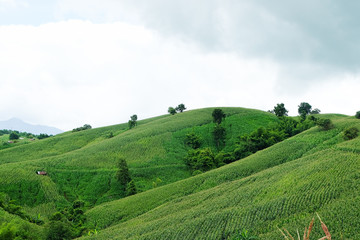 the mountains that full of corn field