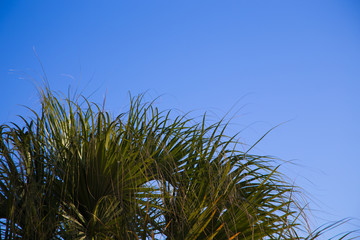 Palm tree in the background of a clear blue sky. Background for inserting an image or text on a theme - tourism, travel and leisure. Natural background