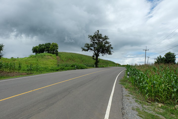 Country road passing through a field on which grow corn
