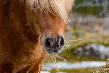 Naklejka premium Shetland horse outdoors in sweden spring of 2019