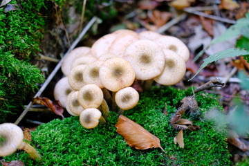 Pilze