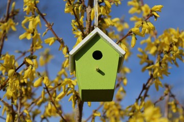 Vogelhaus in der Forsythie