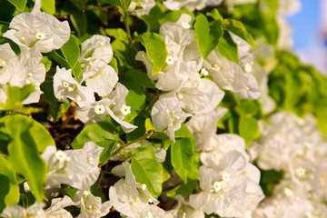 Bright flowers. Summer and spring background. Multicolored flowers in the sunlight.