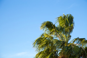 Fototapeta na wymiar Palm tree in the background of a clear blue sky. Background for inserting an image or text on a theme - tourism, travel and leisure. Natural background