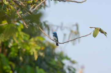 Zappey's Flycatcher, Beautiful bird in Thailand.