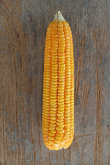 Grains of ripe corn on wooden background. Corn cob on wooden background