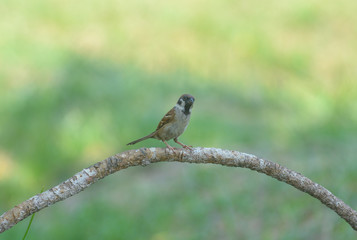 Eurasian Tree Sparrow, Sparrow with green background