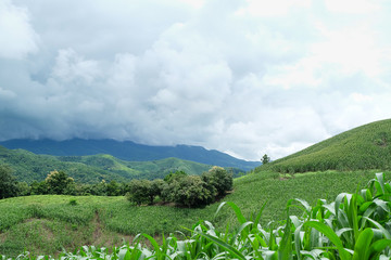 the mountains that full of corn field