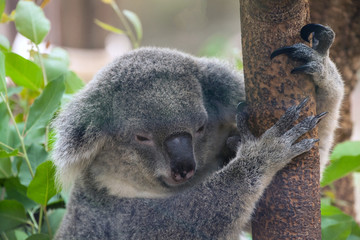 koala bear sleeping.