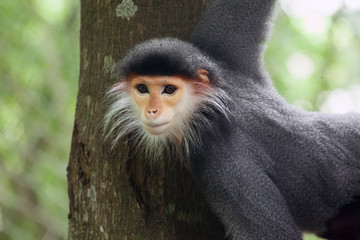 Red-shanked Douc monkey.