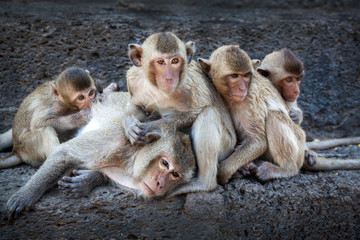 Naklejka premium monkeys Family cute.