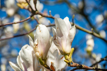magnolia
