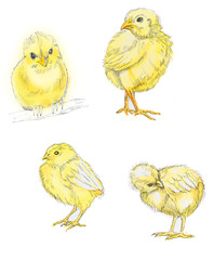chicks 