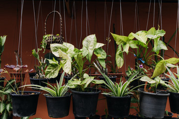 Variety of green hanging plants in plastic pots.