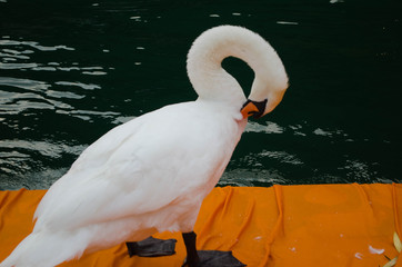 cigno