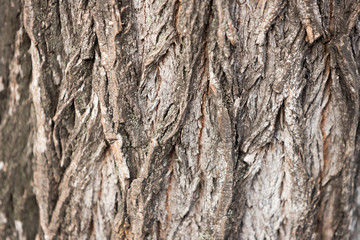 The surface of the tree trunk. Textured bark with large grooves.
