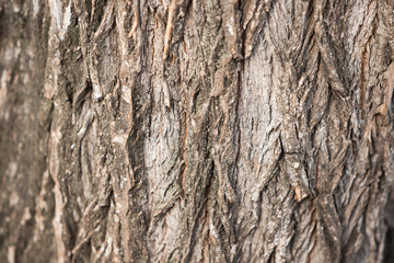 The surface of the tree trunk. Textured bark with large grooves.
