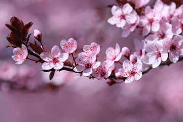 Ornamental plum flowers