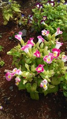 garden flowers that bloom pink