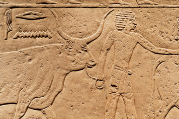 Man with bull on relief, offering scene of ancient Egypt, made at 2300 BC, saved by Carlsberg...