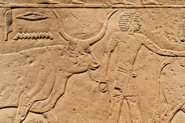 Man with bull on relief, offering scene of ancient Egypt, made at 2300 BC, saved by Carlsberg Glyptotek