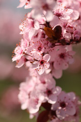 Ornamental plum flowers