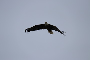 Flying eagle