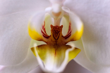 Orchidee
