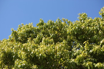 sky blue and green tree