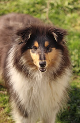 Portrait of a collie breed dog