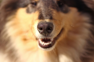 Portrait of a collie breed dog