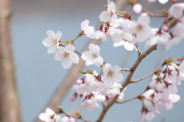 Fototapeta premium ふんわりした背景の桜