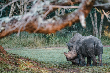 Rhino in Ziwa Park