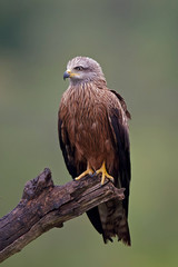Black kite (Milvus migrans)