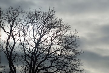 schwarz weiss Bild Walnuss Baum 