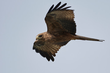 Black kite (Milvus migrans)