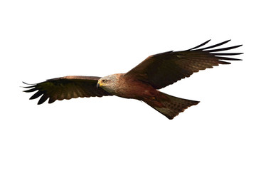 Black kite (Milvus migrans)
