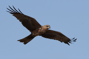 Black kite (Milvus migrans)