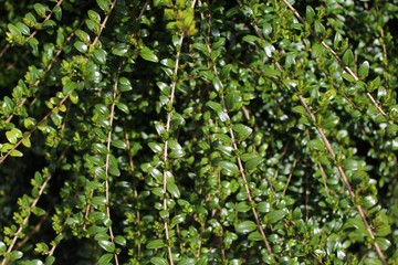 Obraz premium Hecke im Garten