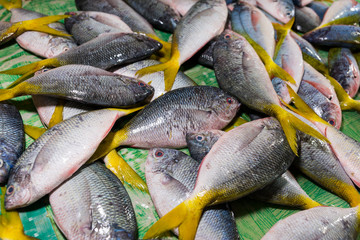 Fische, Markt