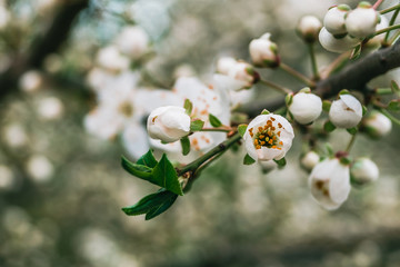 Cherry blossom branch with buds and a slightly open flower